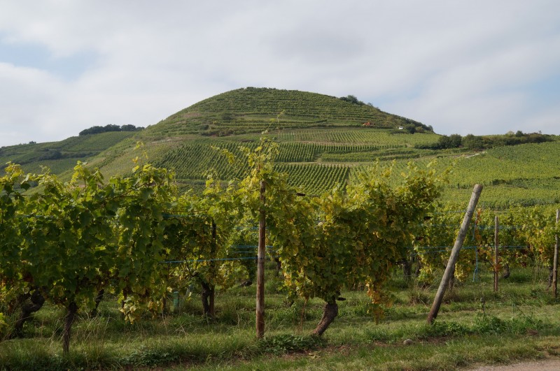 Vignes -60.jpg