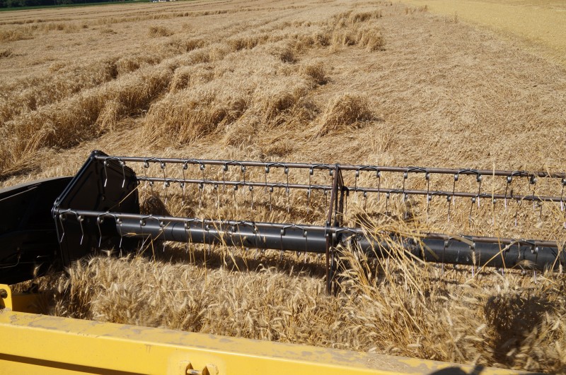 Moisson blé 19071655.jpg