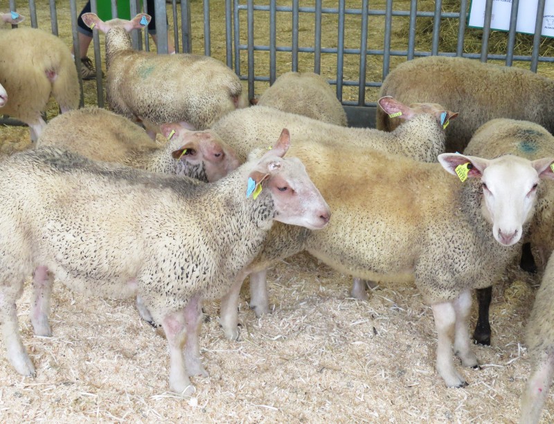 Foire017- Ovins