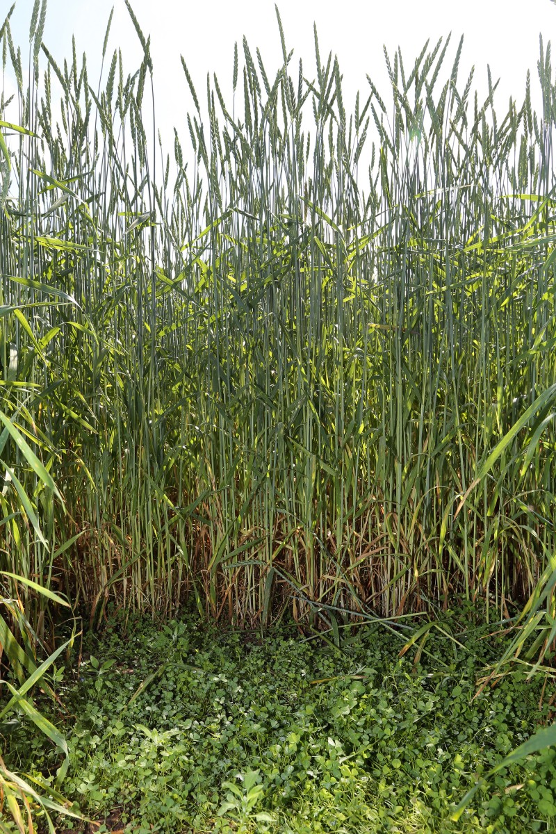 ADD - Atelier 4 - Semis sous couvert Trèfle blanc.