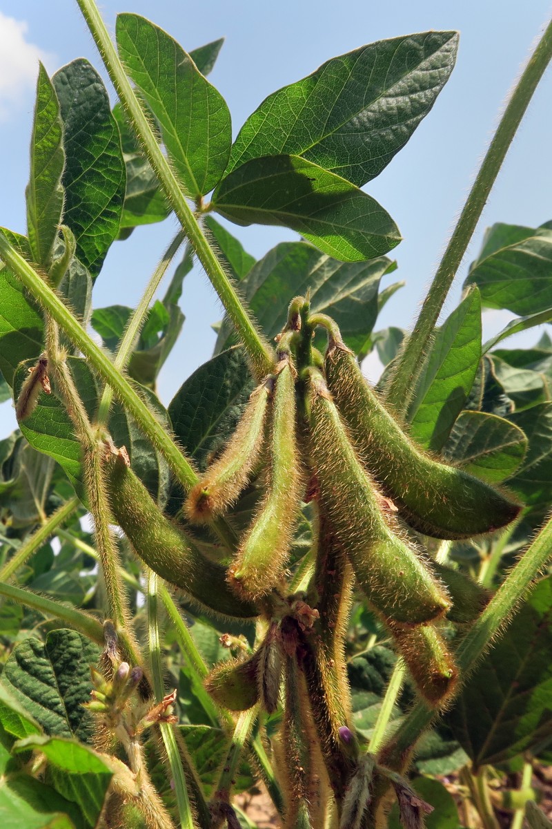 Tour de plaine - Soja_2.jpg