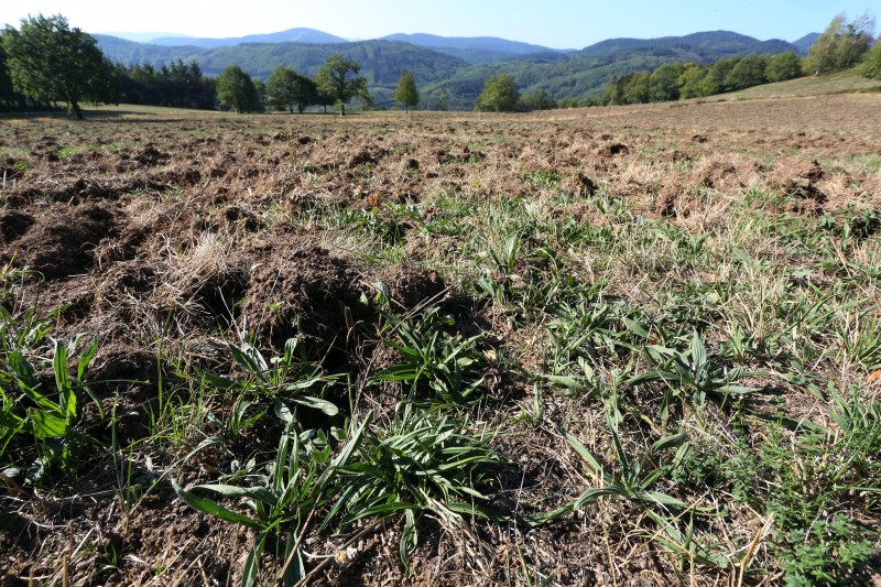 Dégâts de sangliers - 13.jpg