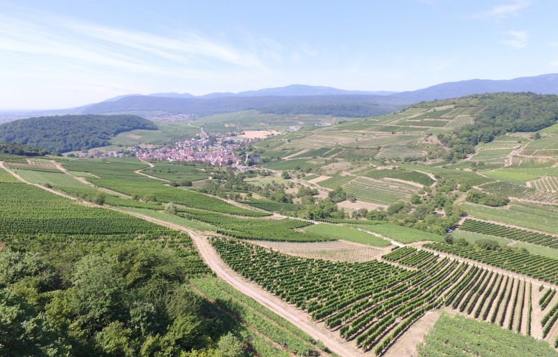 Drone vinges Westhalten 060717DJI_0002.JPG