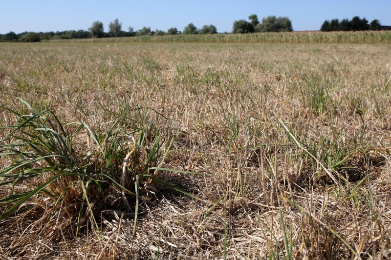 Sècheresse - Herbe - 01.jpg