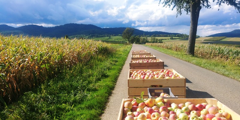 7_Ferme Burger_arbo.jpg