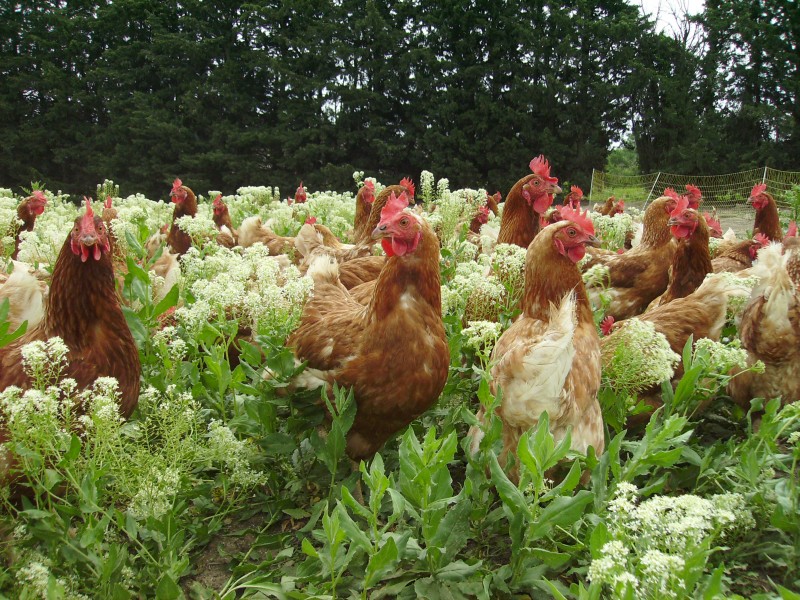 Poules%20pondeuses.jpg