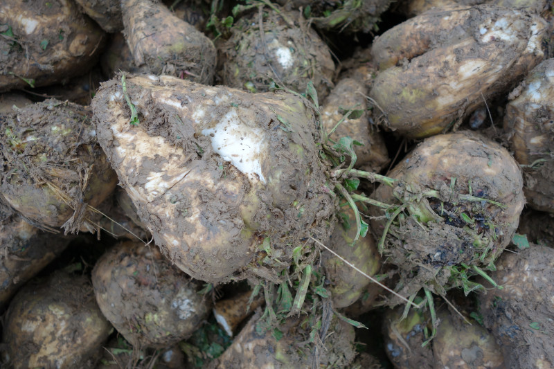 Récolte betteraves 131119DSC03029.JPG