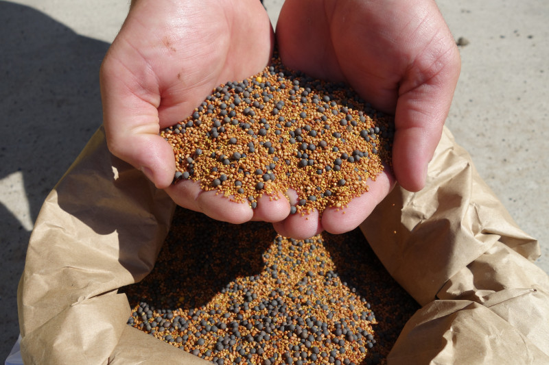 semences cultures intercalaires-3.JPG