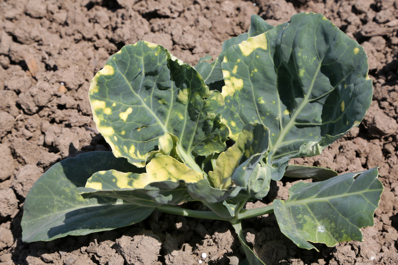 Chou à choucroute - 10.jpg