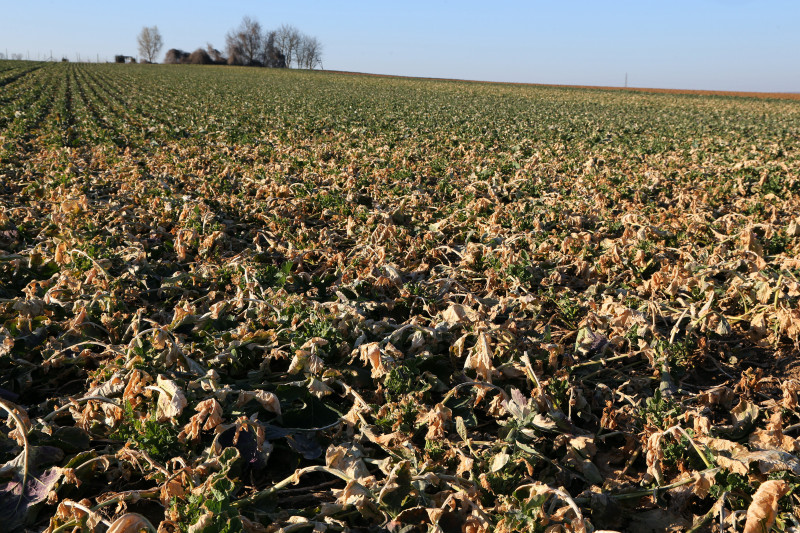 Colza jaune Hiver - 02.jpg