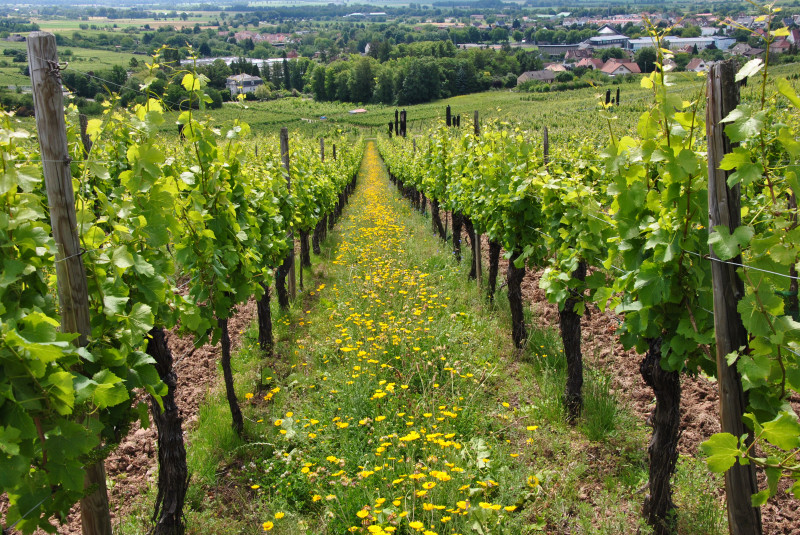 fleurs et graminées sauvages_vignes_interrang_ribeauvillé_Nungesser Semences_sauvage_locale_2020