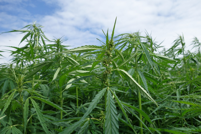 Production chanvre pour graines 300620-4.JPG