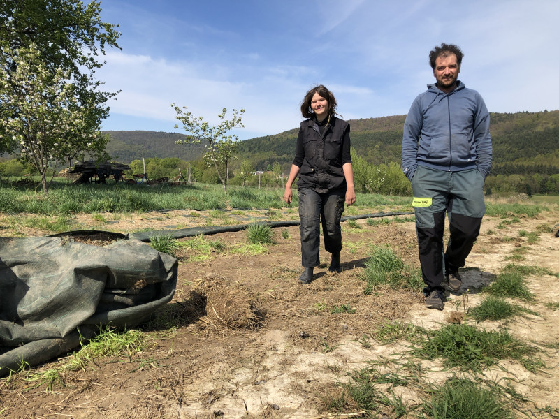 Jean_Becker_EARL_Terre_activ%E2%80%99_mara%C3%AEchage_conservation_sol_Lucie_Niederbronn_Agronomie_a