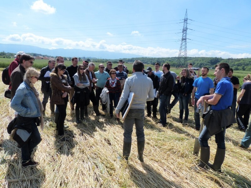 P1120669%20Seigle%20roule%CC%81%20au%20rolofaca%20