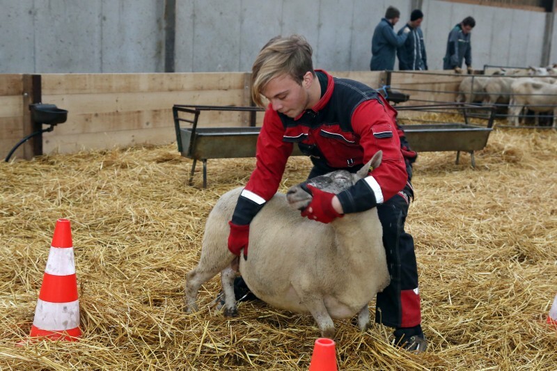 Ovinpiades - 3_3.jpg