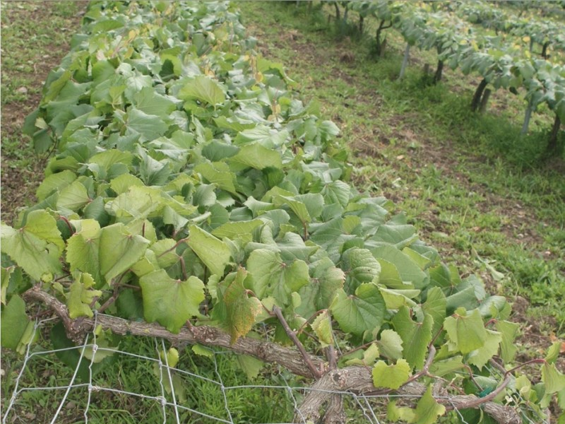 Pépinière bois vigne 