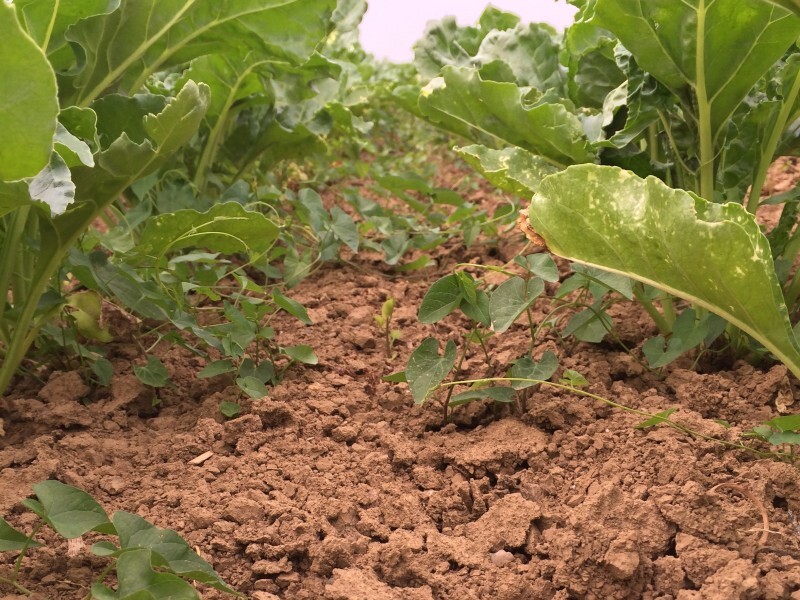 Liseron dans champ de betteraves