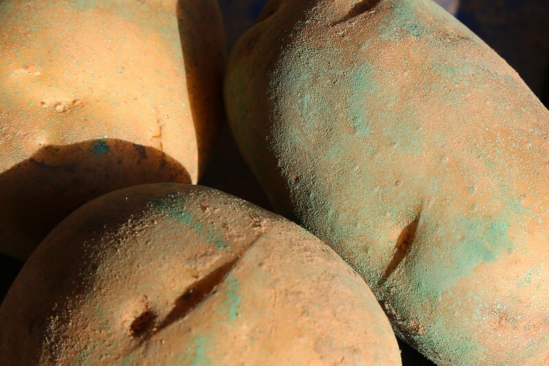 Pommes de terre - 09 - TTT plants.jpg