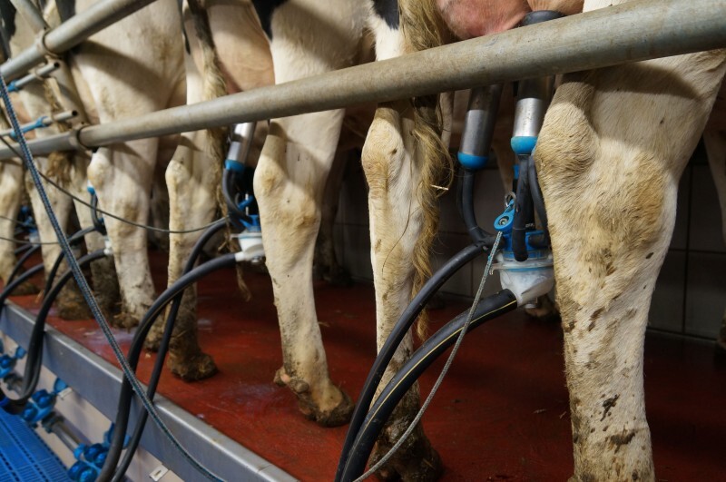 GAEC Wilt 14111604.jpg