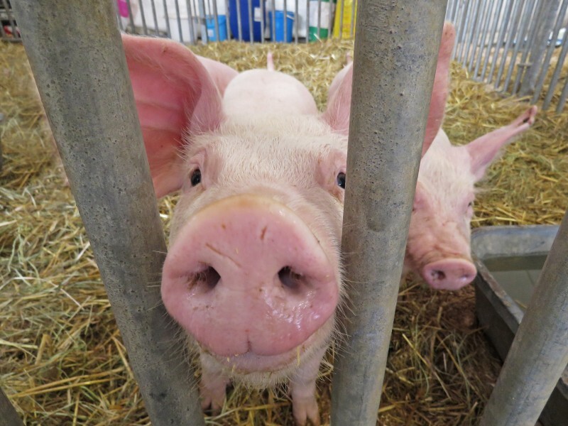 Foire017-Journée porcs