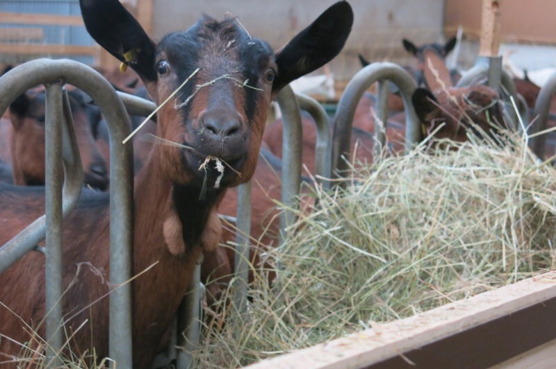 Chèvre-2017-02.JPG
