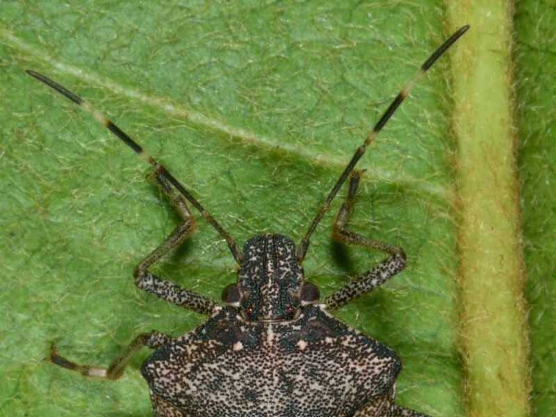 punaise diabolique (Halyomorpha halys)