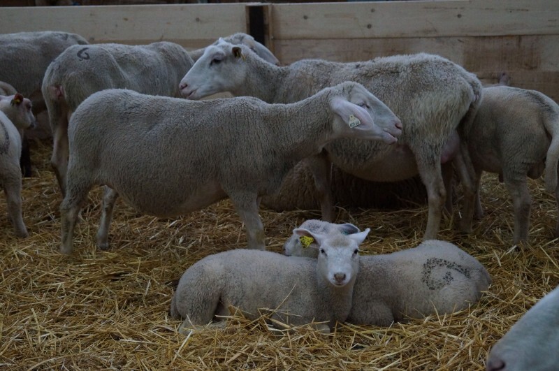 Ovinpiades Alsace 13121648.jpg