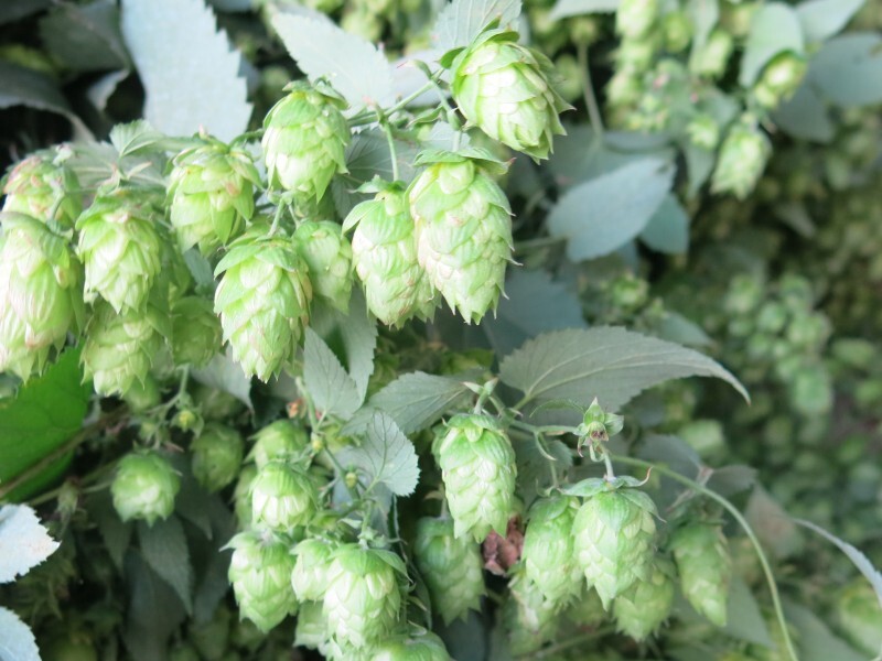 Houblon-91.JPG