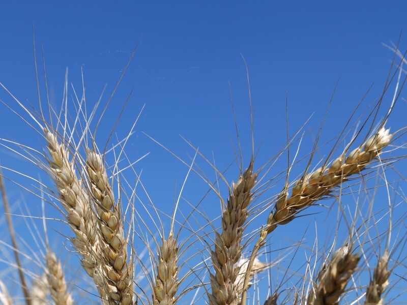 Blé - 02.jpg