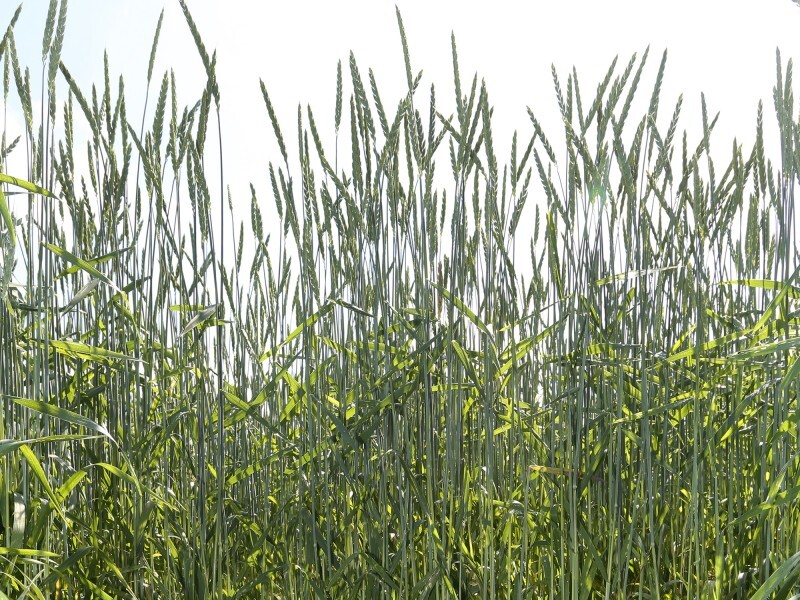 ADD - Atelier 4 - Semis sous couvert Trèfle blanc.