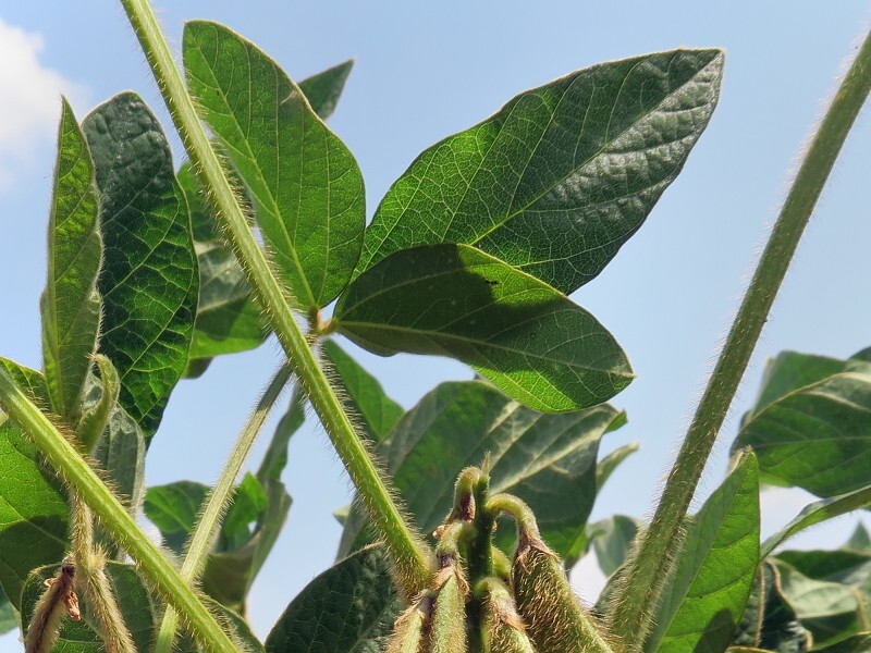 Tour de plaine - Soja_2.jpg