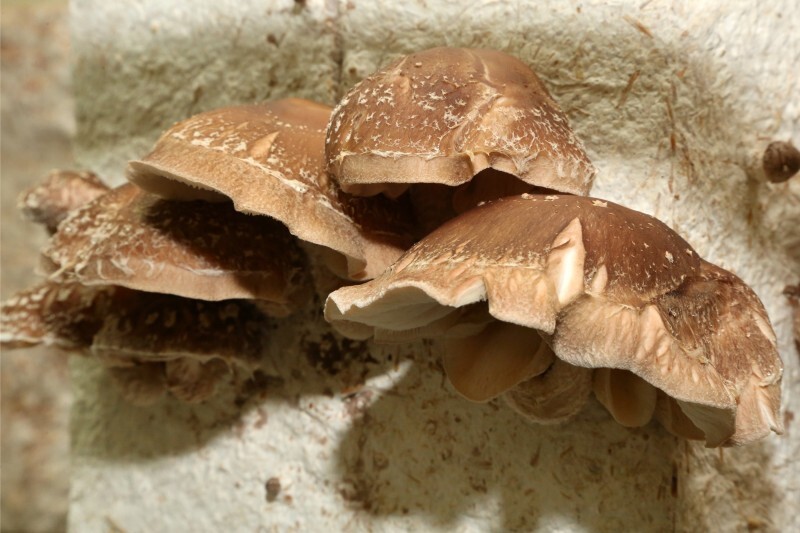 Lancement champignons - 09 - Lentin dechêne ou Shi