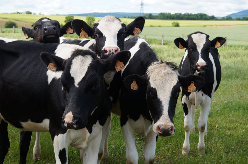 EARL du Calvaire57.jpg