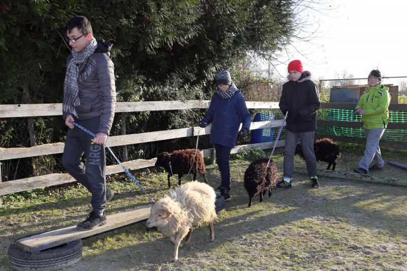 Médiation animale - 12.jpg