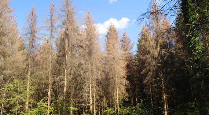 Réunion-scolyte-1 (1).png