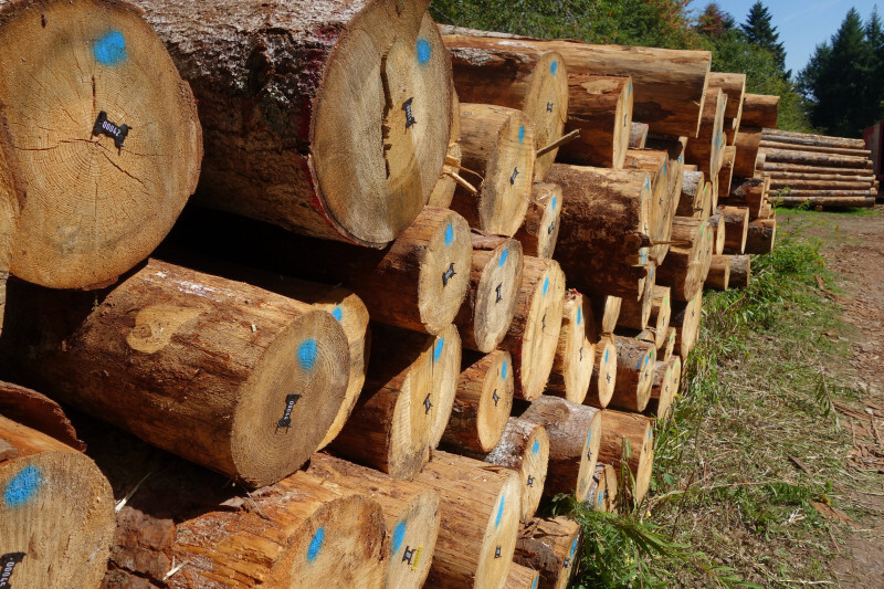 Forêt rouge vallée de la Doller 030919-3.JPG