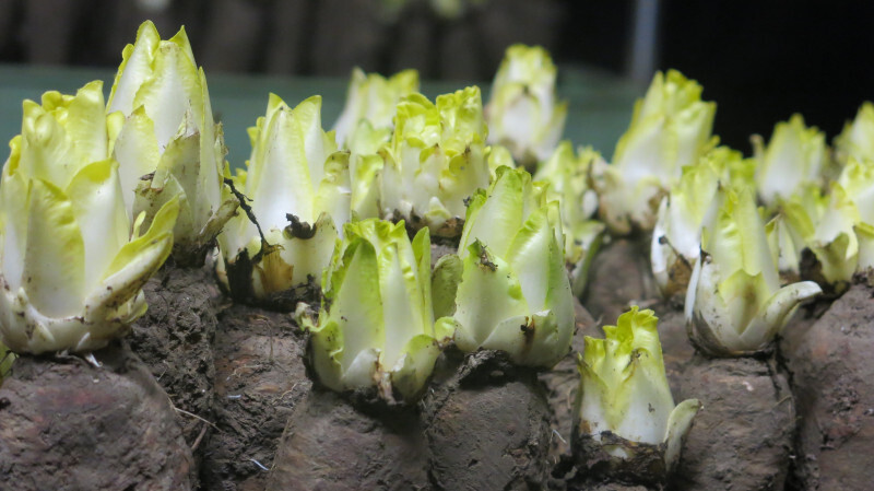 Ferme-Saint-André- (1).JPG