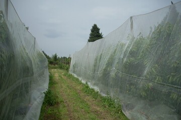 Filets anti drosophile