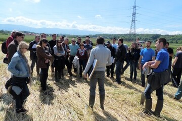 P1120669%20Seigle%20roule%CC%81%20au%20rolofaca%20