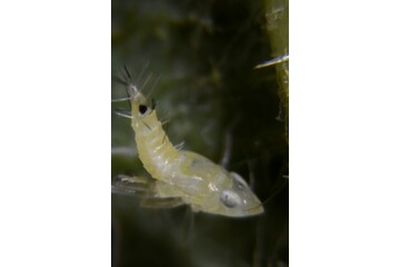 Scaphoideus titanus