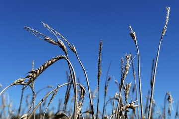 Rencontre OPA - Préfet - 10 - Orge.jpg