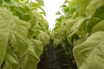 Champs de tabac 4.jpg