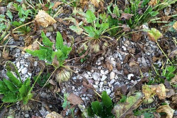 Cercosporiose betterave à sucre