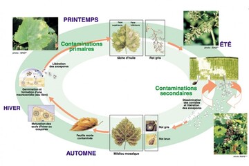 Cycle mildiou 