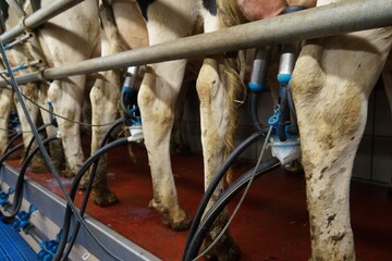 GAEC Wilt 14111604.jpg