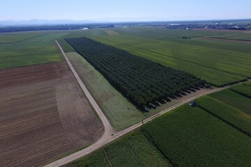 Verger drone 2608161.jpg