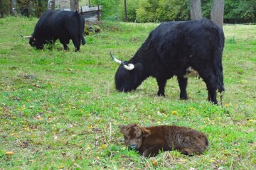 Pierre Fieffel-010 copie.jpg