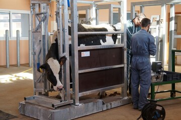 Station génisses Elitest10.jpg