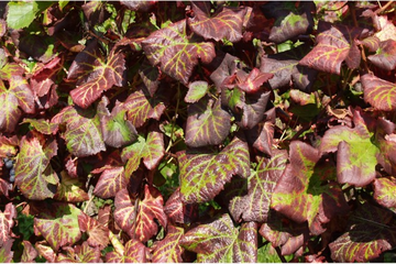 Enroulement viral de la vigne