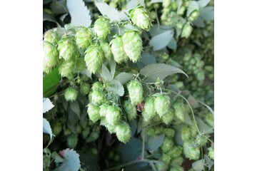 Houblon-91.JPG